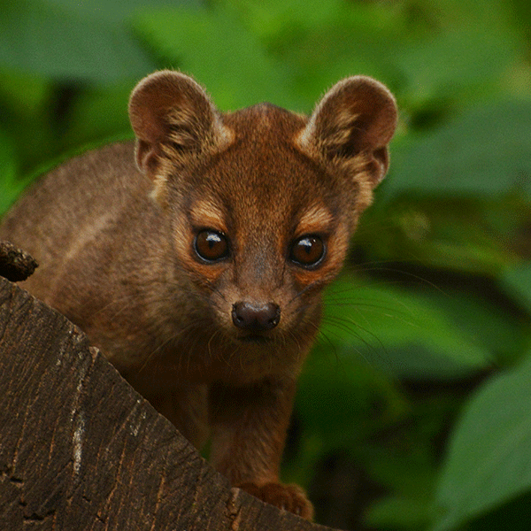 Eine junge Fossa steht auf einem Holzstamm und schaut leicht geduckt in die Kamera.
