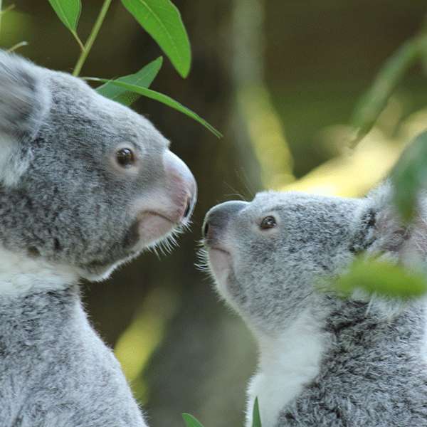 Ein Koalaweibchen und ein Koalajungtier strecken ihre Nasen gegeneinander.