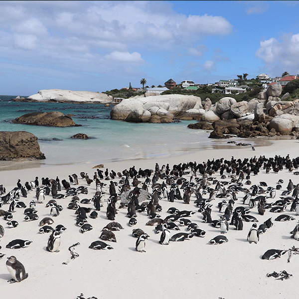 Eine große Brillenpinguinkolonie am weißen Sandstrand in Südafrika.